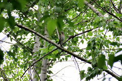 Turdus pilaris