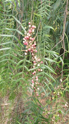 Schinus areira
