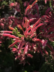 Erica densifolia