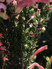 Erica densifolia