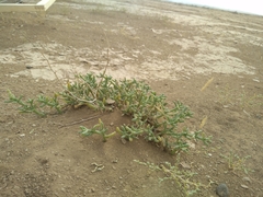 Anabasis setifera