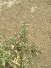 Anabasis setifera