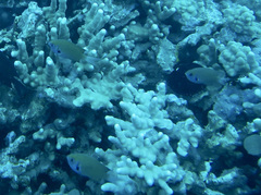 Pycnochromis pacifica