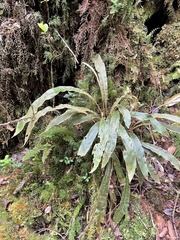 Elaphoglossum paleaceum