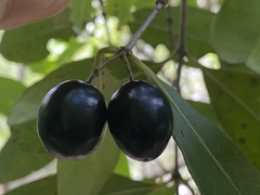 Elaeodendron melanocarpum