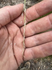 Amelichloa caudata