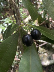 Elaeodendron melanocarpum