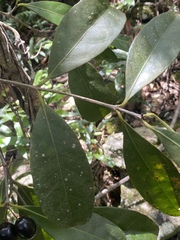 Elaeodendron melanocarpum