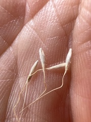 Amelichloa caudata