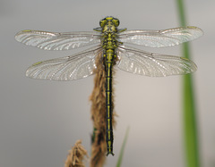 Gomphus pulchellus