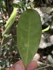 Elaeodendron melanocarpum