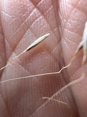 Amelichloa caudata