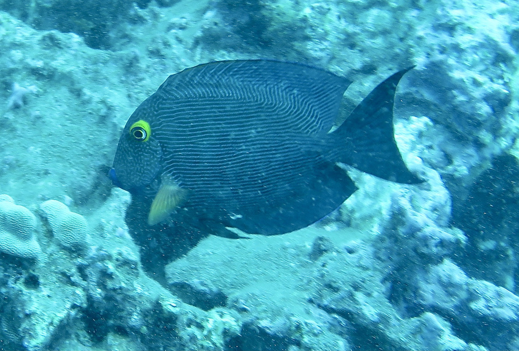 Bristletoothed surgeonfish (Ctenochaetus strigosus) — Acanthuridae