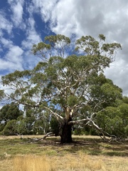Eucalyptus viminalis pryoriana
