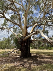Eucalyptus viminalis pryoriana