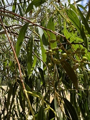 Eucalyptus viminalis pryoriana