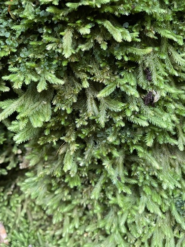 Distichophyllum paradoxum