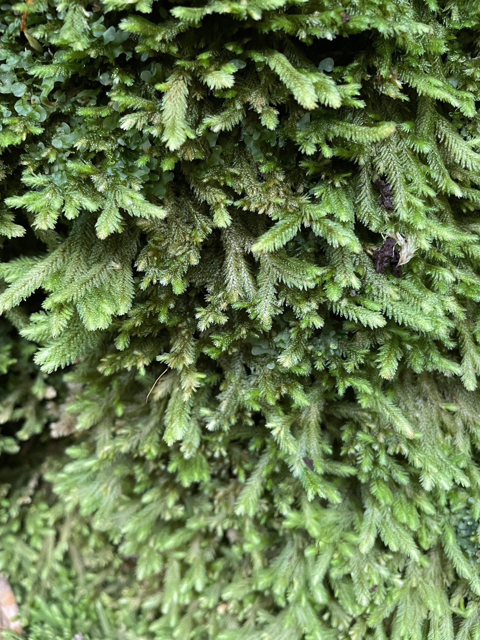 Distichophyllum paradoxum