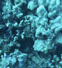 Uropterygius polyspilus