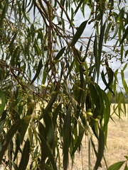 Eucalyptus viminalis pryoriana
