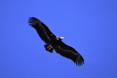 Trigonoceps occipitalis