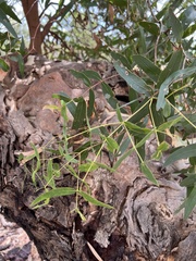 Eucalyptus viminalis pryoriana