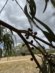 Eucalyptus viminalis pryoriana