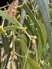 Eucalyptus viminalis pryoriana