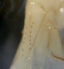 Caridina papuana