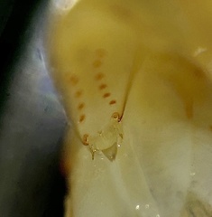 Caridina papuana
