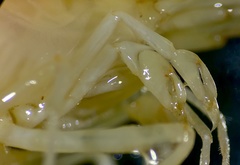 Caridina papuana