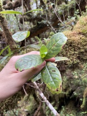 Kadua