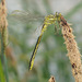 Western Clubtail - Photo (c) redhat, some rights reserved (CC BY-NC), uploaded by redhat