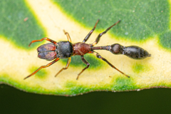 Myrmarachne melanocephala