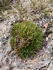 Dichanthelium cynodon