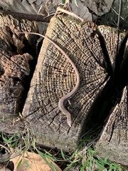 Takydromus viridipunctatus