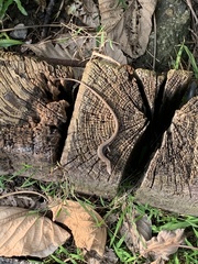 Takydromus viridipunctatus