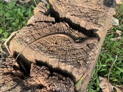 Takydromus viridipunctatus