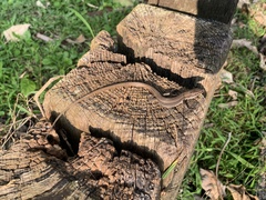 Takydromus viridipunctatus