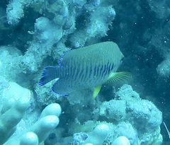 Centropyge potteri