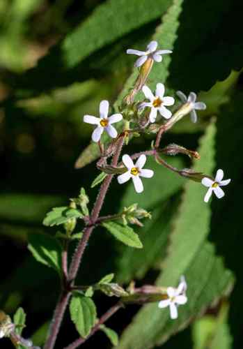 Manulea thyrsiflora