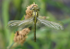 Gomphus pulchellus