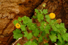 Pentatrichia petrosa