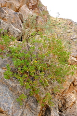 Pentatrichia petrosa