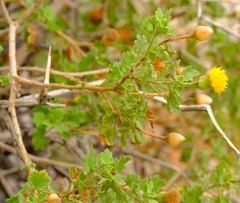 Pentatrichia petrosa