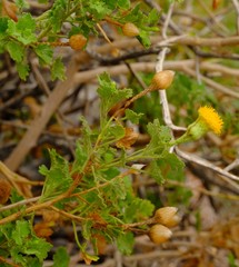 Pentatrichia petrosa