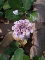 Phyla nodiflora minor