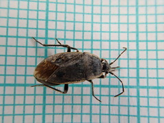 Graptopeltus lynceus