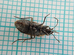 Graptopeltus lynceus