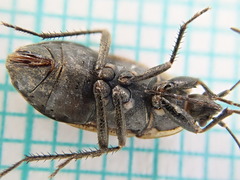 Graptopeltus lynceus